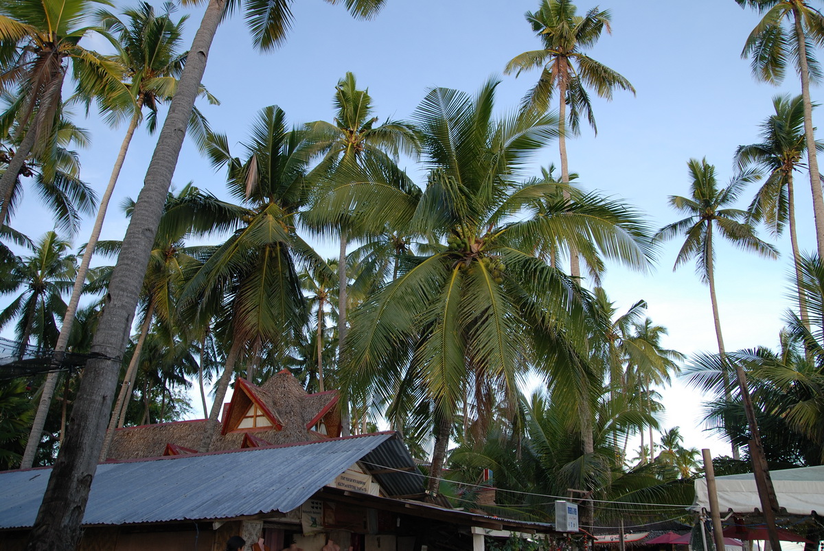 Пальмы Панглао.