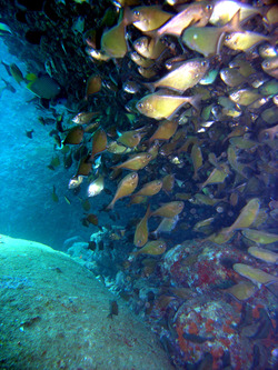 Скопление рыб возле вертикальной подводной склы, о. Баликасаг.