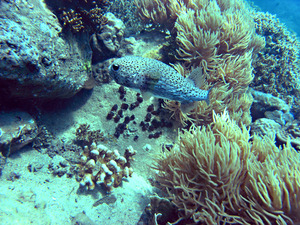 Какая-то рыба в интерьере кораллового рифа 1.