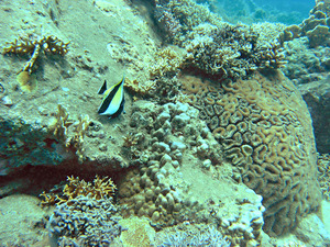 Какая-то рыба в интерьере кораллового рифа 3.