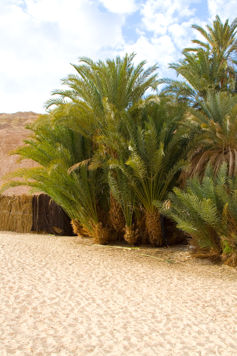Оазис. Граница жизни. Направо - вода, финиковые пальмы и жизнь, а налево - песок и бесплодие.