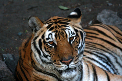 Тигр в зоопарке Манилы.