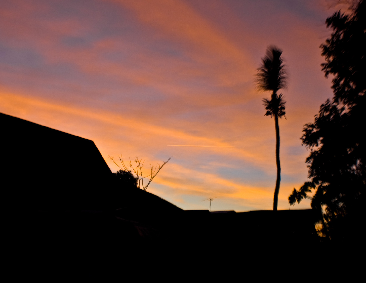 Закат в Матабункае. Высокое дерево - кокосовая пальма с сильно подрезанными листьями.
