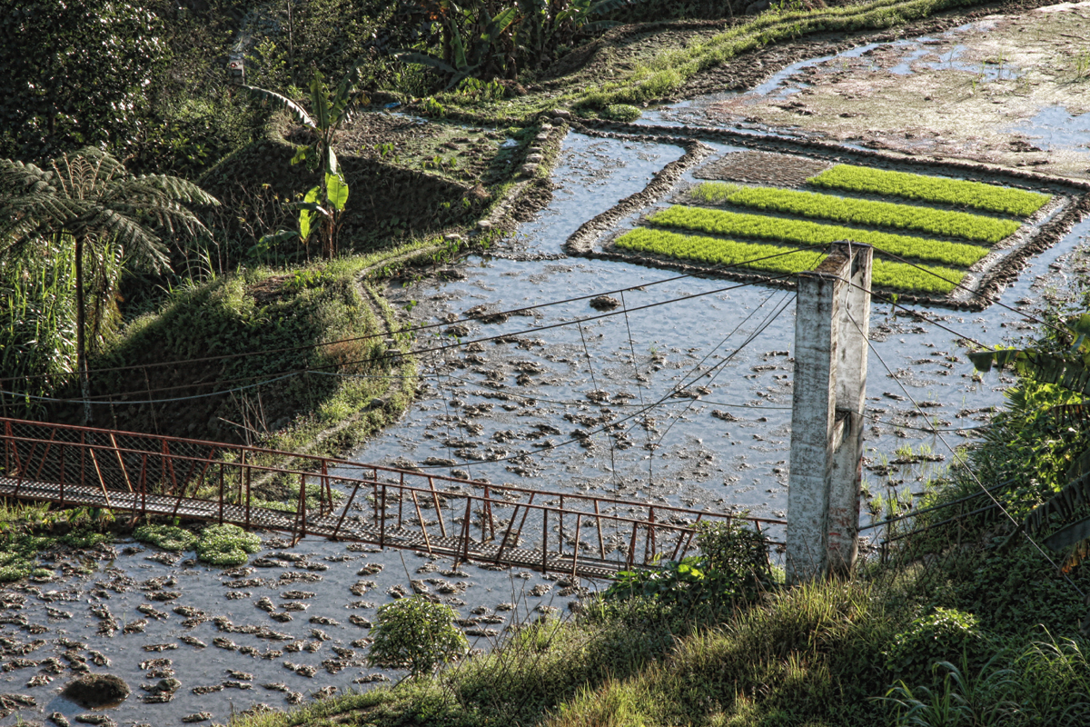 Рисовые поля есть и в самом Банауе.