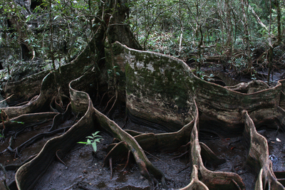 Корни. По всей видимости аналог корней мангровых деревьев. Вокруг - болото.