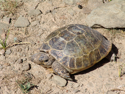 Среднеазиатская черепаха (Testudo horsfieldi).