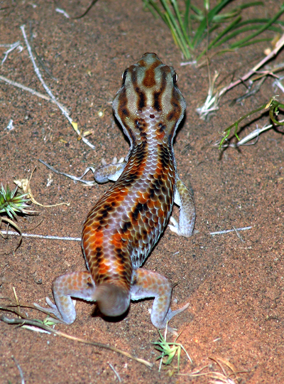 Сцинковый геккон Бедряги (Teratoscincus bedriagai).