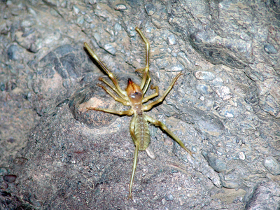Сольпуга (Galeodes fumigatus).