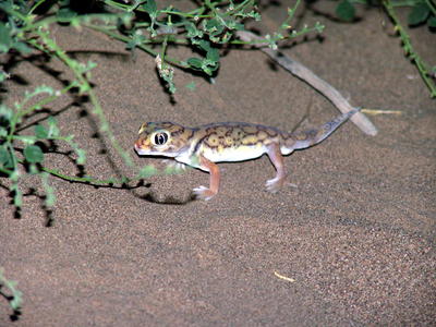 Мелкочешуйный сцинковый геккон (Teratoscincus microlepis).