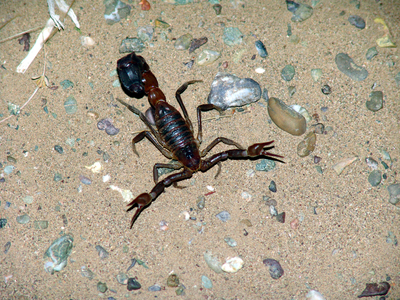 Толстохвостый скорпион (Androctonus crassicauda) Один из самых опасных скорпионов в мире, яд нейротоксического действия, поражает нервную систему..  