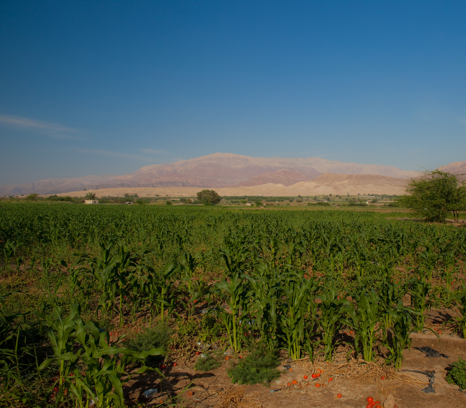 Кукурузное поле на берегу Мертвого моря в Иордании.