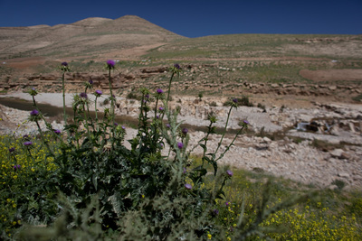 Иордания, чертополох на берегу Zarqa River.