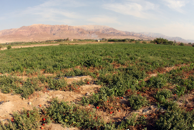 Помидорно-кукурузные плантации на берегу Мертвого моря в Иордании.