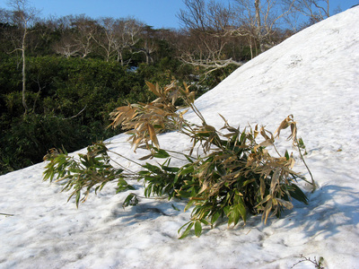 Курилы, бамбук пробивается из-под снега.