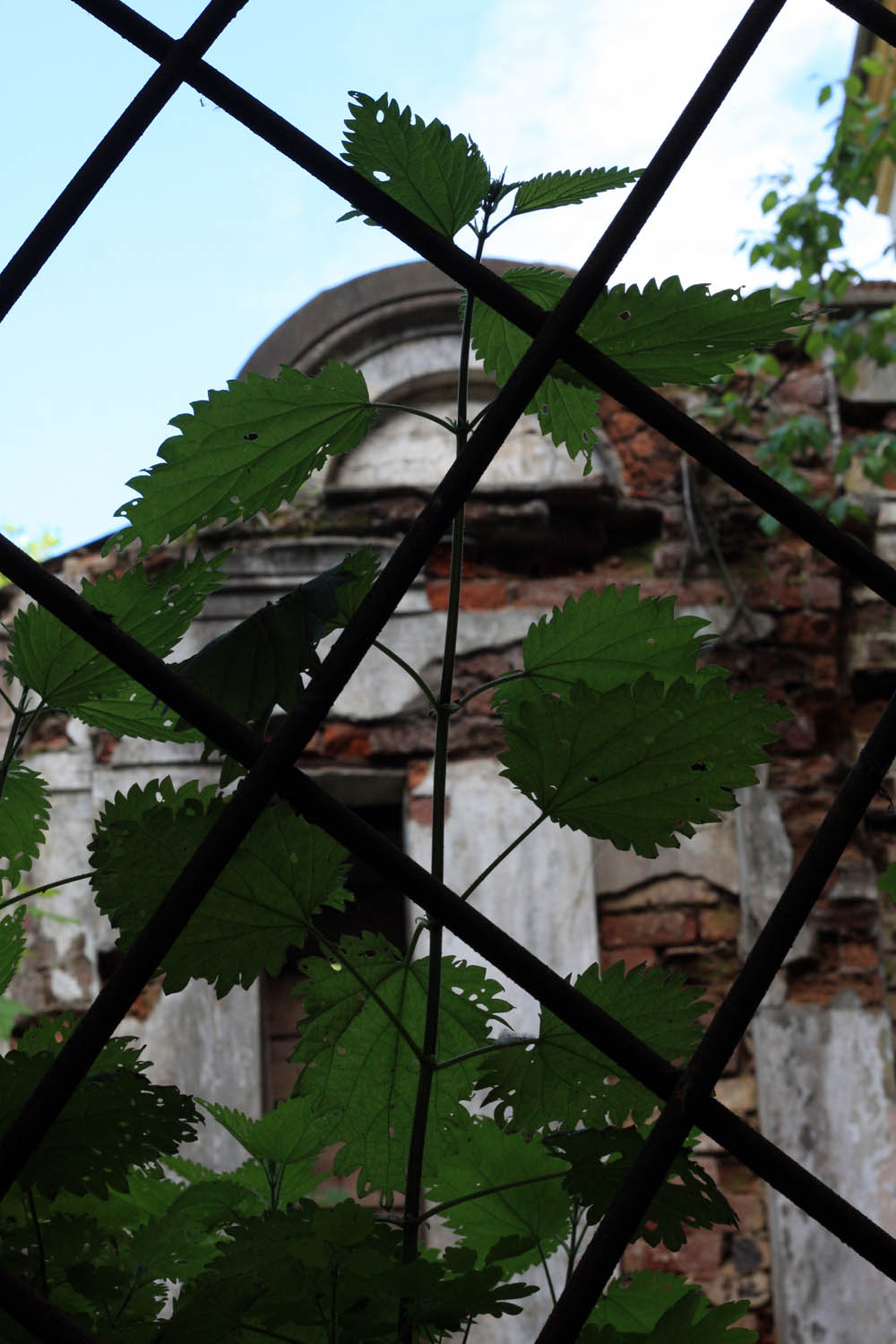 Вид из окна на развалины усадьбы Муромцево.