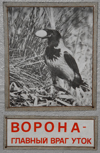 Ворона - таки реально главный враг уток. Фотография из музея.