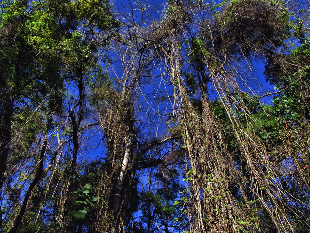 На листопадных деревьях, хорошо видны эпифиты и лианы.