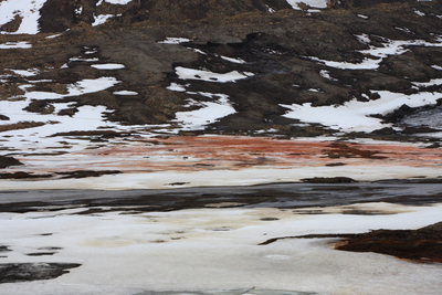 Шпицберген, Красные водоросли на снегу.