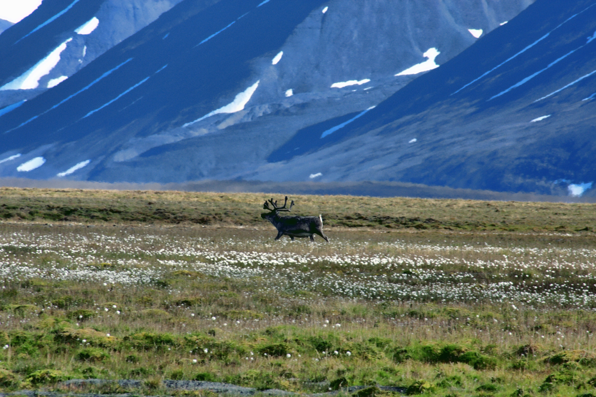 Шпицберген, Северный олень,  Rangifer tarandus.