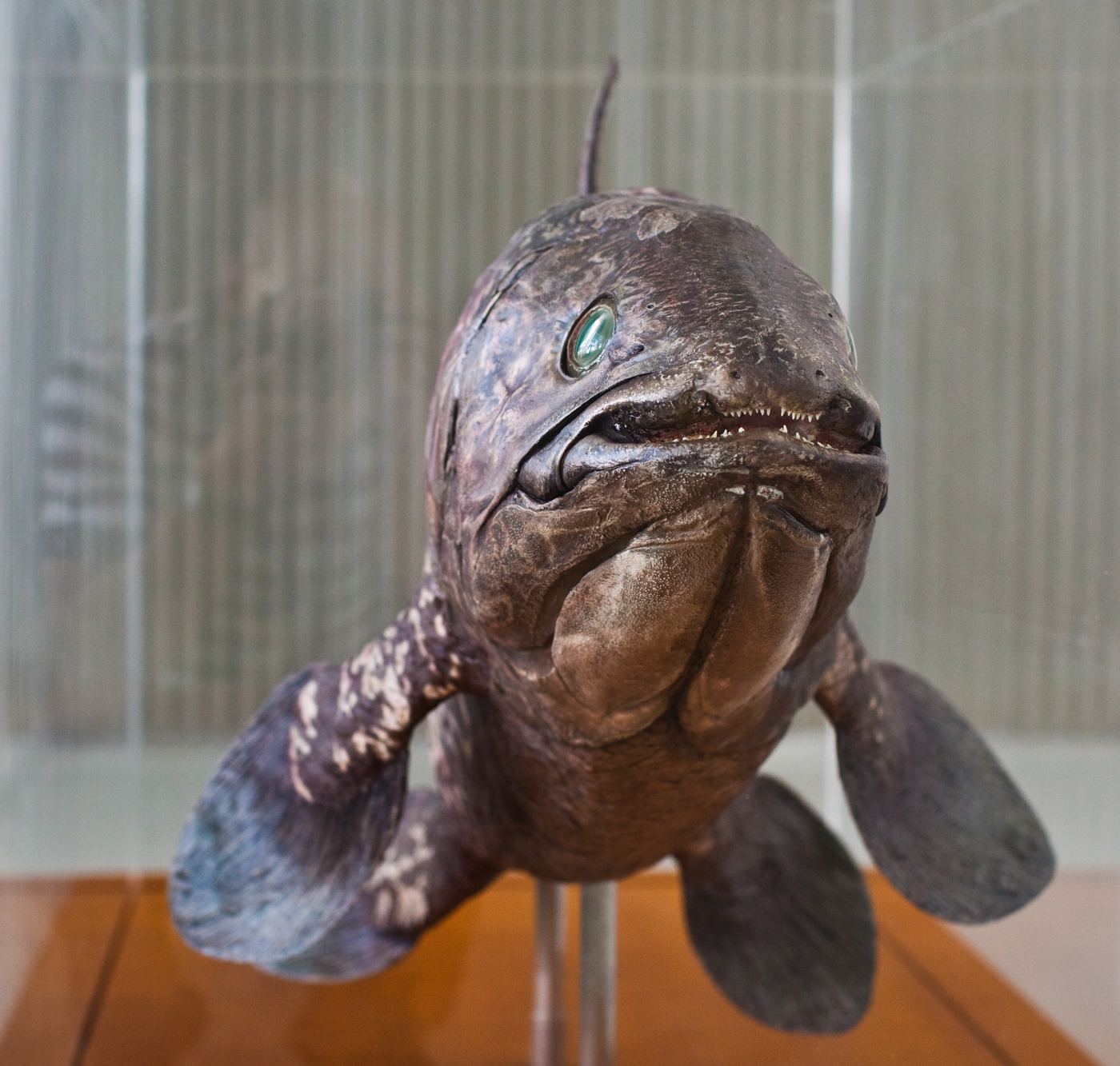 Чучело Латимерии. Прекрасно сделанное чучело этой редкой рыбы стоит в холле Tokyo Institute of Technology