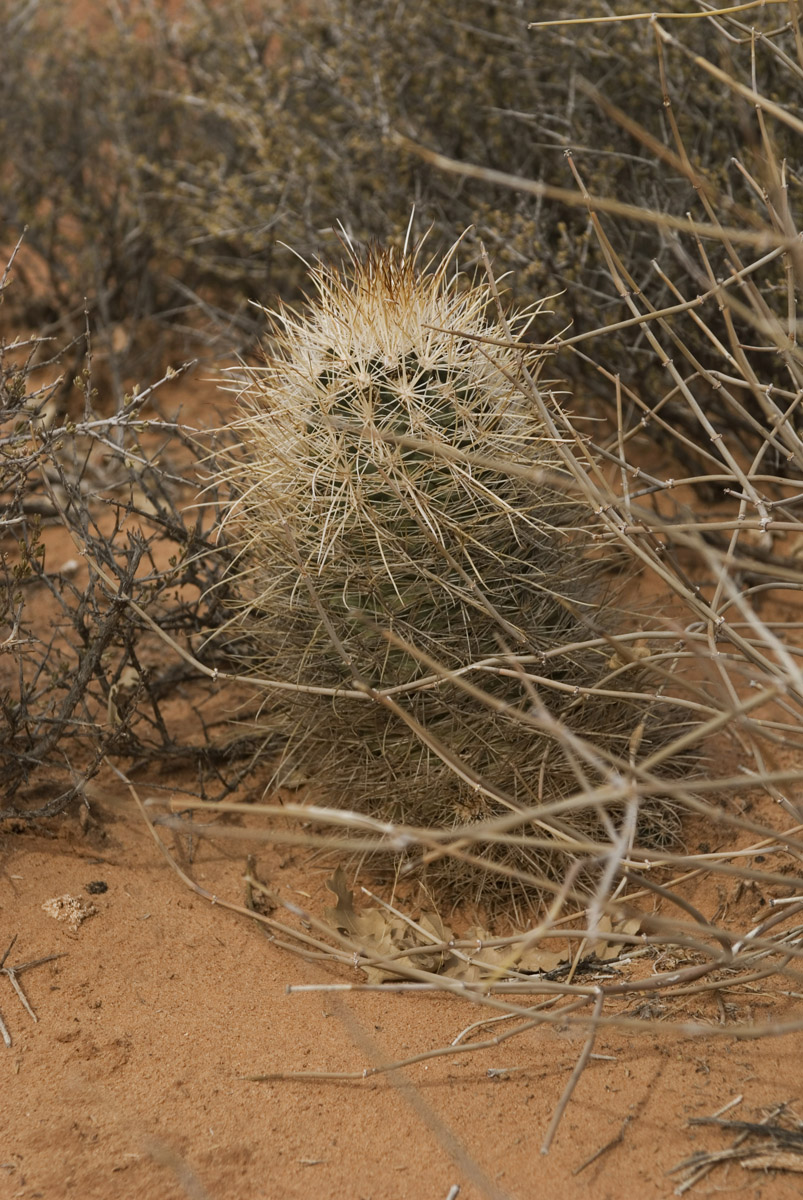 Обитатели пустыни в естественной среде.